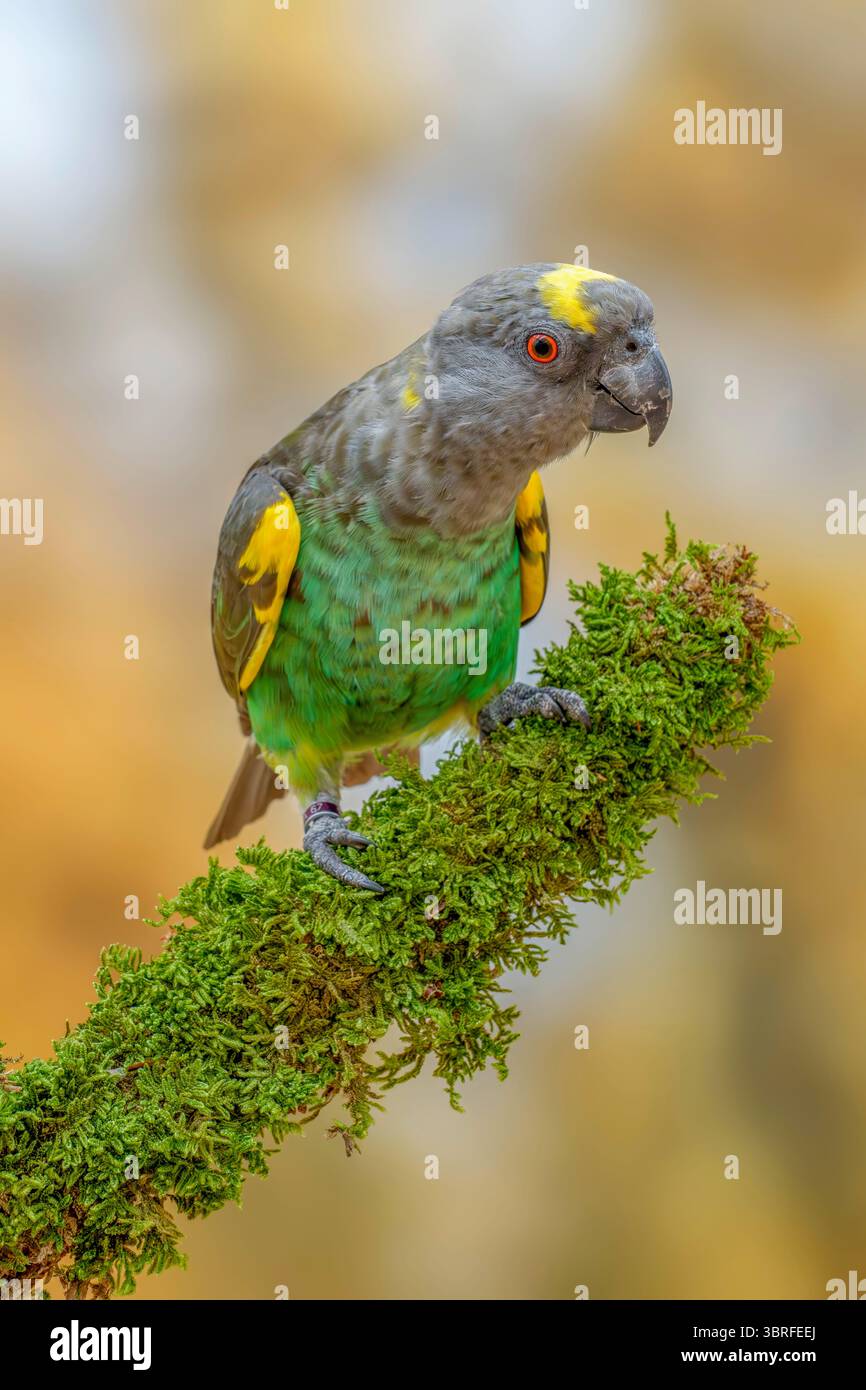 Il pappagallo di Meyer, Poicephalus meyeri Foto Stock