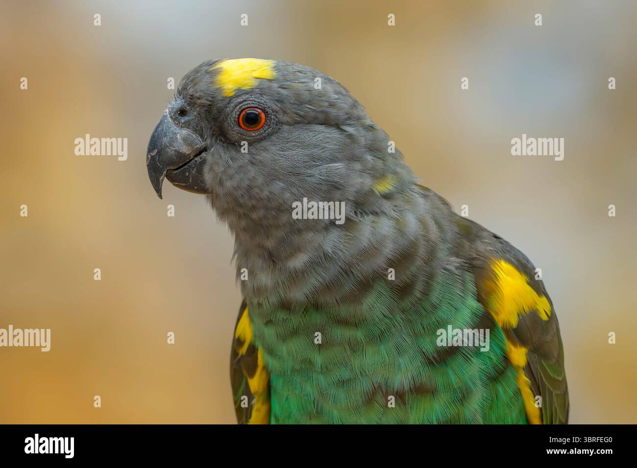 Il pappagallo di Meyer, Poicephalus meyeri Foto Stock