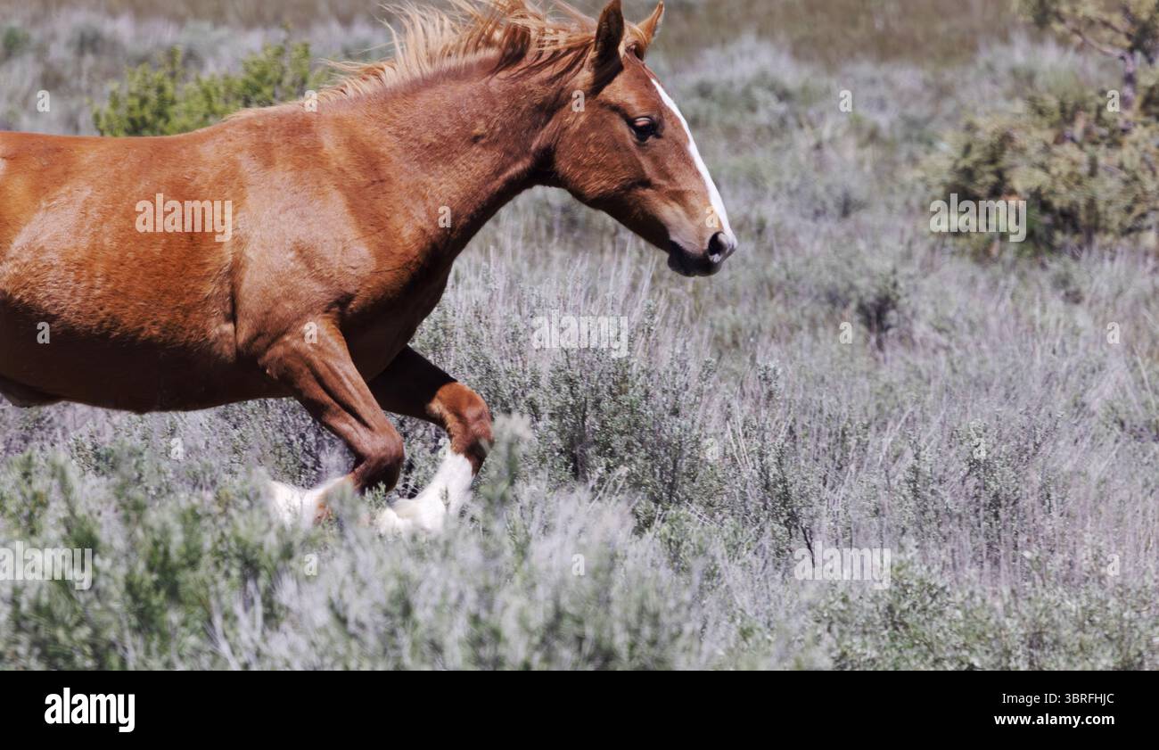 Il cavallo selvatico dai colori fertili fa un bel salto sulla macchia di sabbia nella South Steens Horse Management area, vicino a Frenchglen, nel remoto sud-est dell'Oregon, nelle Nazioni Unite Foto Stock