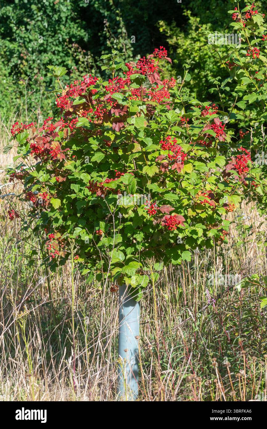 Rosa di Guelder con frutti di bosco rosso brillante (Viburnum opulus), un arbusto giovane piantato in un impianto di piantagione di alberi, Inghilterra, Regno Unito Foto Stock