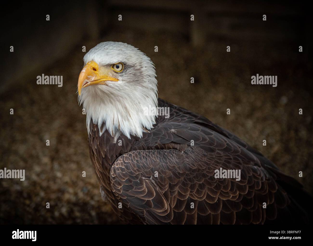 Uccelli di Prey in cattività Foto Stock Uccelli di Prey in cattività Foto Stock