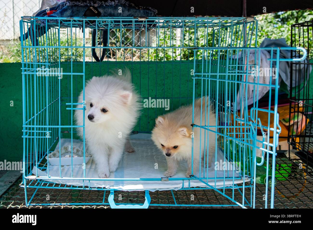 Due cani di piccola taglia all'interno di una gabbia blu Foto Stock
