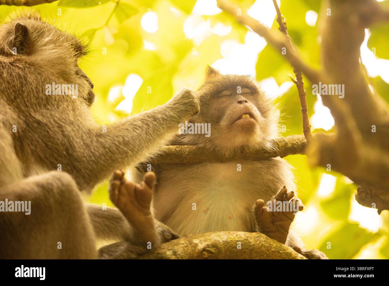 I macachi a coda lunga di Ubud Bali Indonesia preen e sposo si trovano al Sacro Santuario della Foresta delle Scimmie Foto Stock