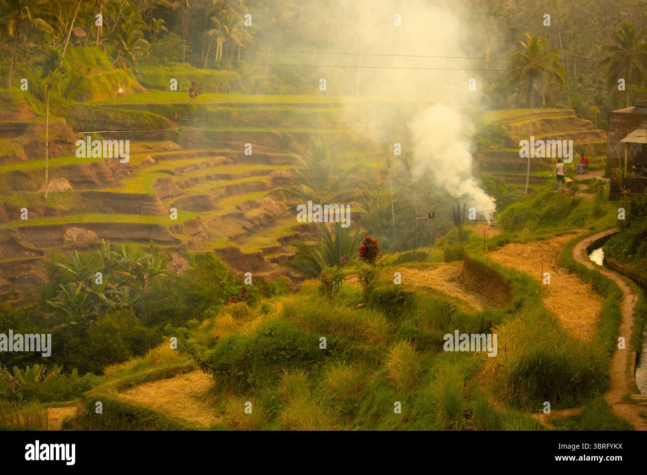 Bali, Indonesia, Tegallalang Rice Terrace Foto Stock