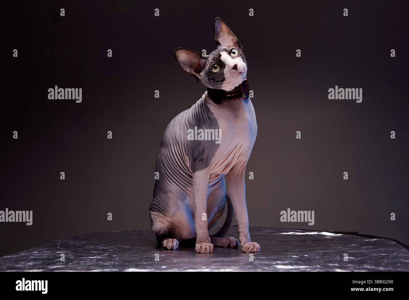 Ritratto in studio di un gatto Sphynx senza capelli seduto su sfondo scuro Foto Stock