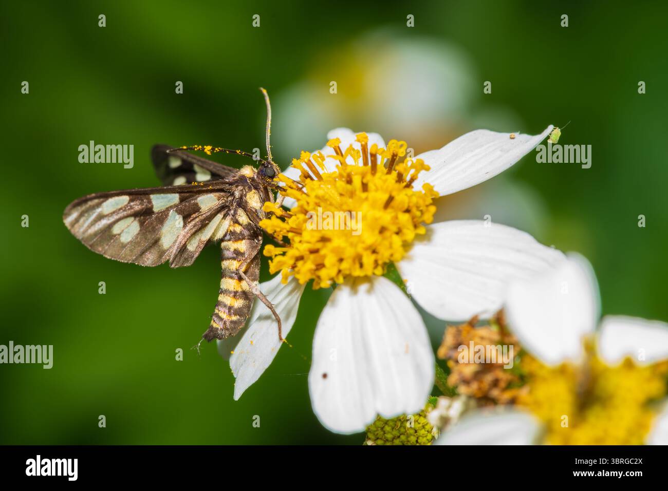 Comune gozzo - raccolta del nettare da un fiore giallo Foto Stock