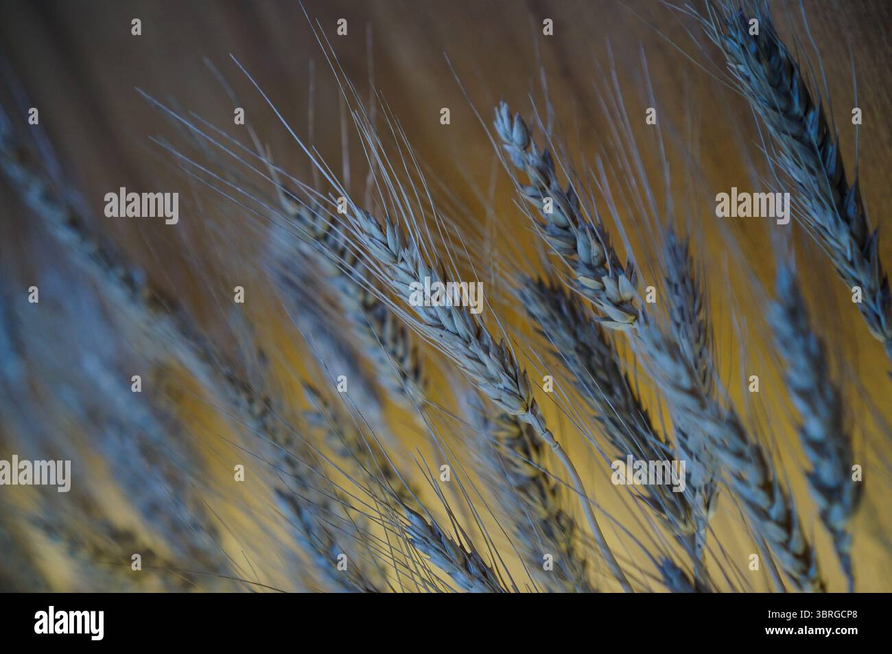 Cattura gli intricati dettagli di un campo di grano baciato dal sole, evocando sensazioni di abbondanza e la bellezza dell'arte della natura. Foto Stock