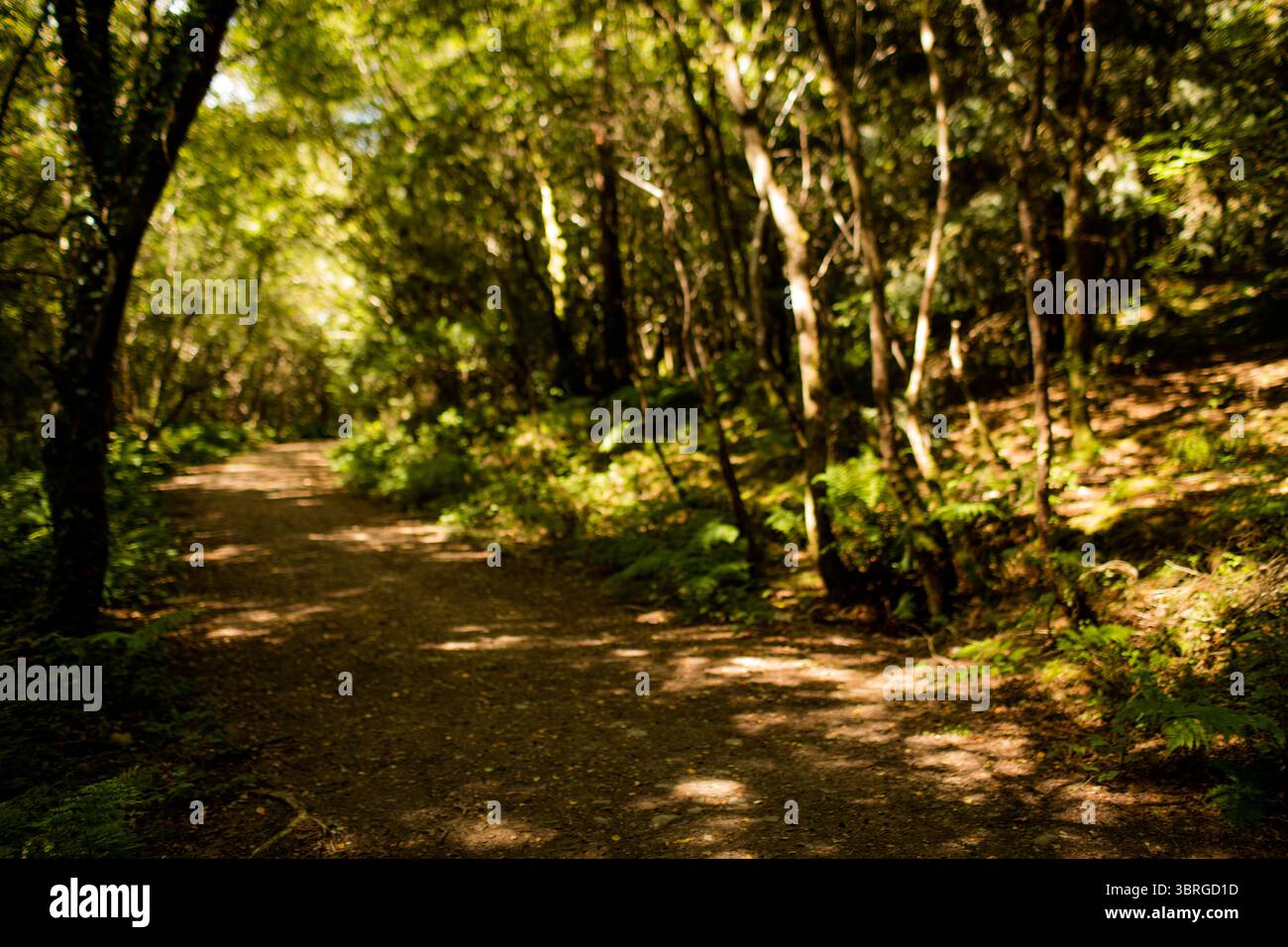 Il sentiero sterrato si snoda attraverso una fitta foresta dal design piatto, caratterizzata da alberi, felci e ombre alla luce del sole Foto Stock
