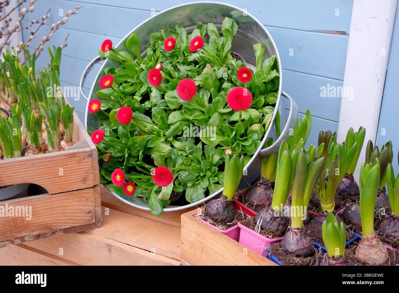 Affascinante esposizione di fiori vivaci e piante verdi in vasi rustici. Foto Stock