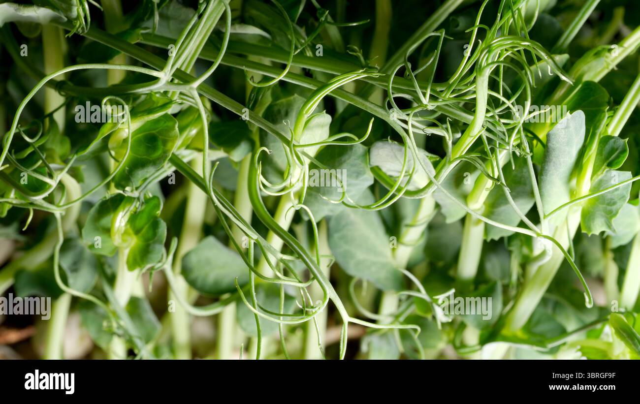 I lussureggianti germogli di piselli verdi crescono abbondantemente, raggiungendo il caldo sole in primavera. Foto Stock