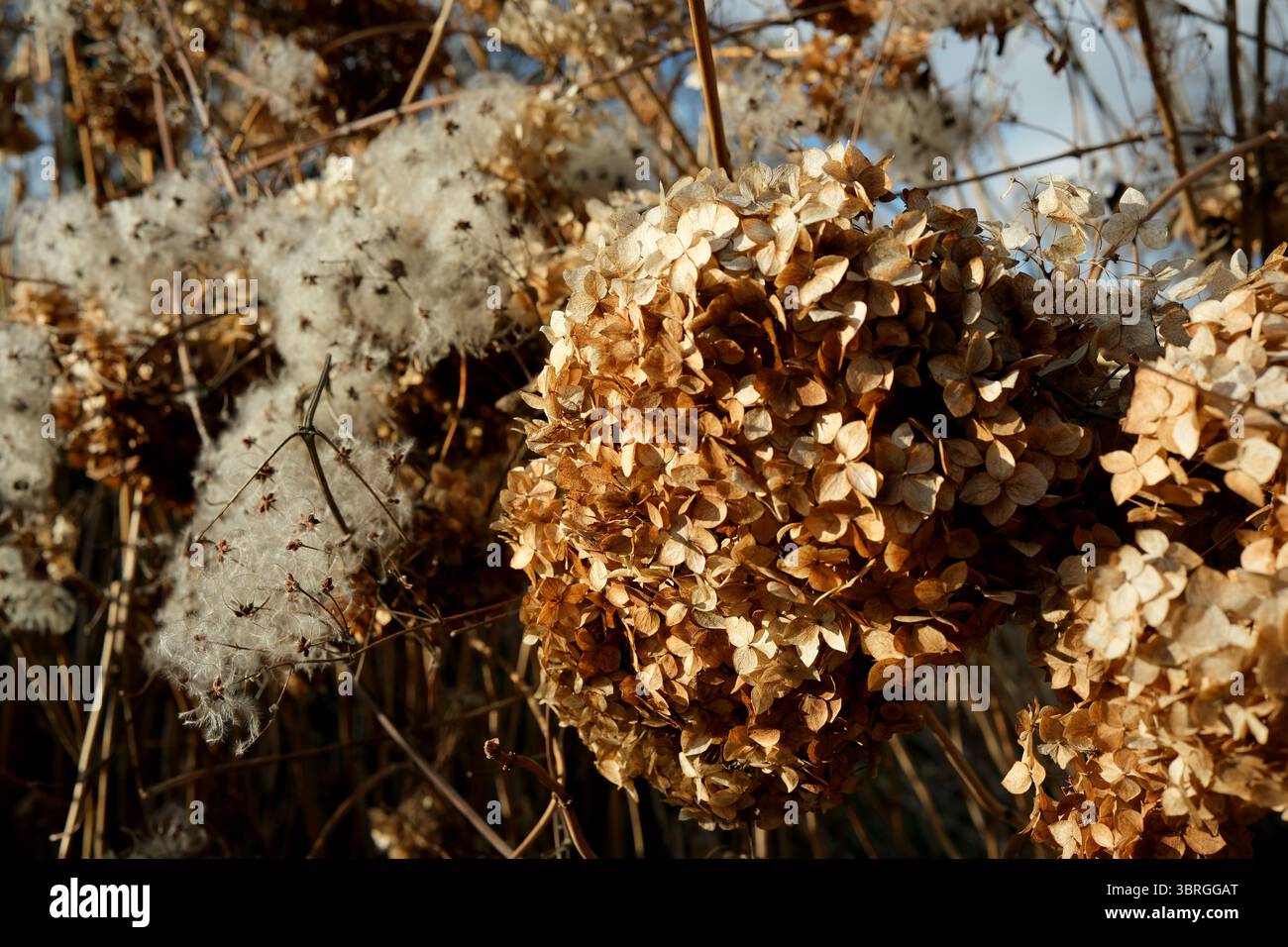 La natura mostra la sua bellezza con fiori secchi che brillano al sole. Foto Stock