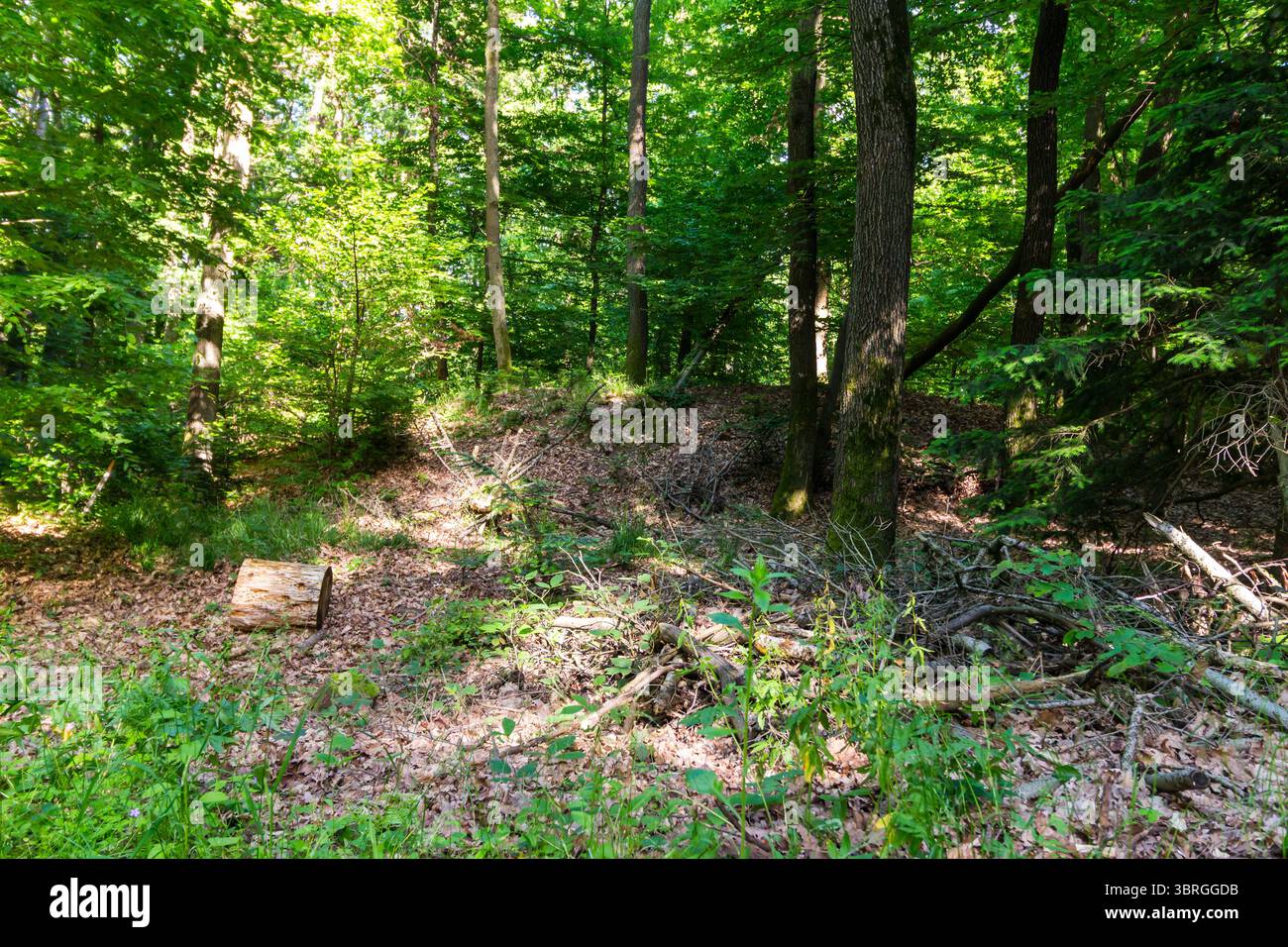 Tumulo sepolcrale della cultura di Hallstadt dell'età del ferro, gruppo di Kalenderberg su "Varhely", nei monti Sopron, Sopron, Ungheria Foto Stock