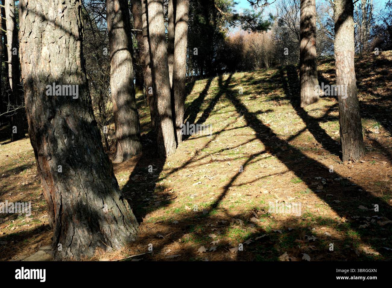Ombre di alberi alti danzano sulla collina erbosa sotto la luce del sole. Foto Stock