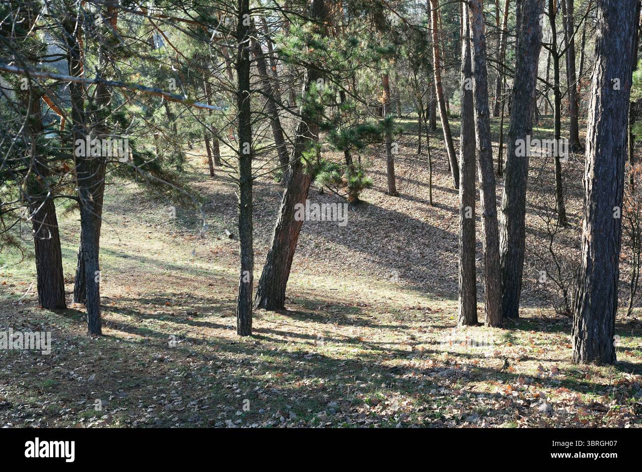 I raggi delicati filtrano attraverso gli alberi, illuminando una tranquilla area boschiva. Foto Stock