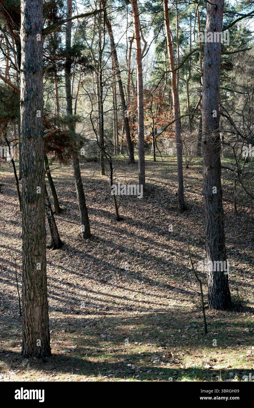 La luce del sole filtra tra gli alberi, gettando lunghe ombre sul terreno della foresta. Foto Stock