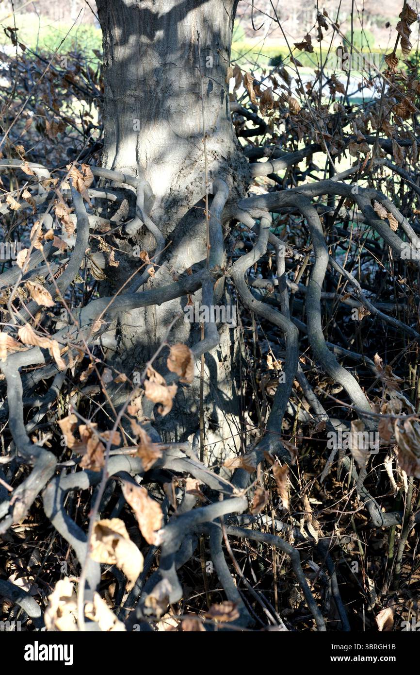 Le radici storte avvolgono un tronco d'albero, mescolandosi con le foglie cadute in autunno. Foto Stock
