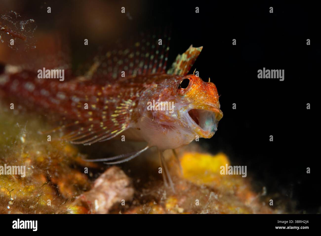 Blenny di colore nero, Tripterygion delaisi, con bocca aperta, l'Escala, Costa Brava, Catalogna, Spagna Foto Stock