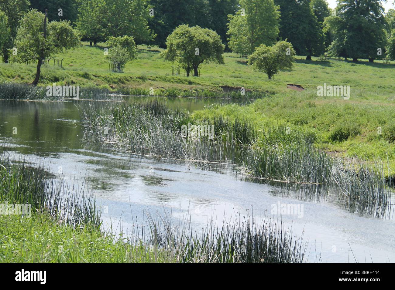 Le canne di Bankside di un fiume Country lento che scorre. Foto Stock