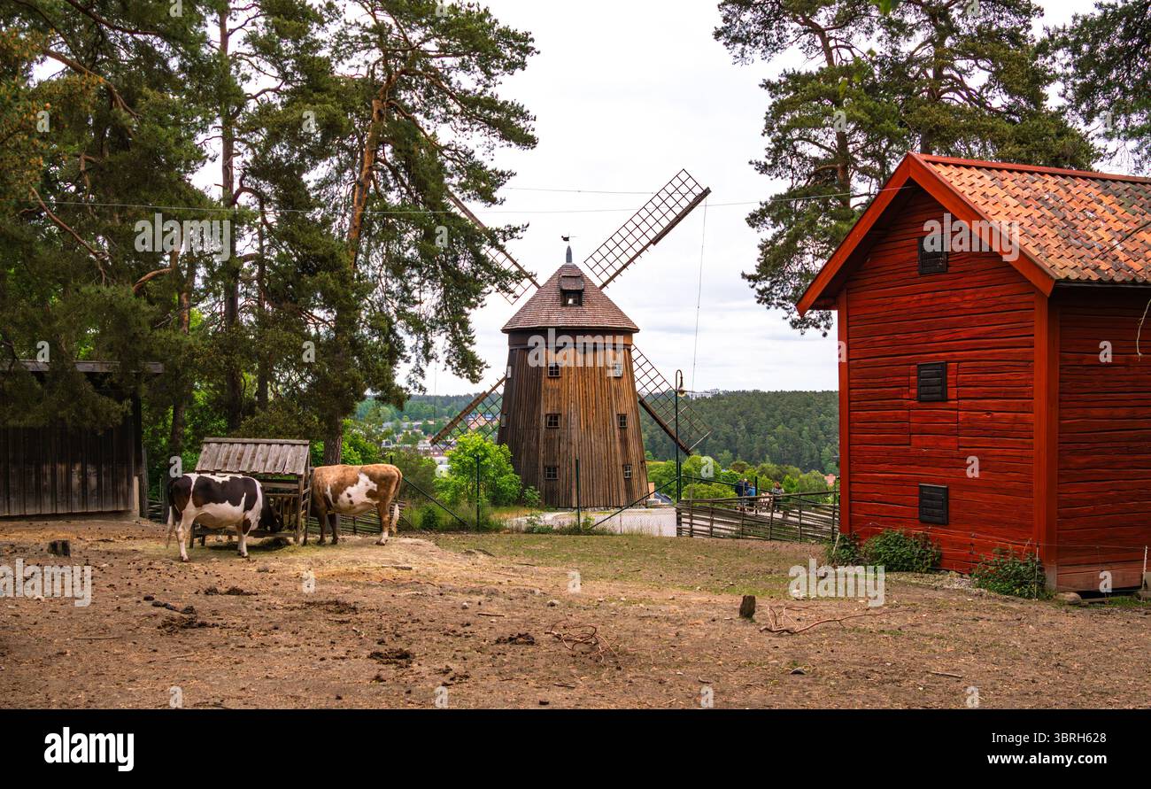 Sodertalje, Svezia - 6 giugno 2025: Un paesaggio rurale panoramico con un tradizionale mulino a vento, un fienile di legno rosso e mucche da pascolo. L'impostazione è surr Foto Stock