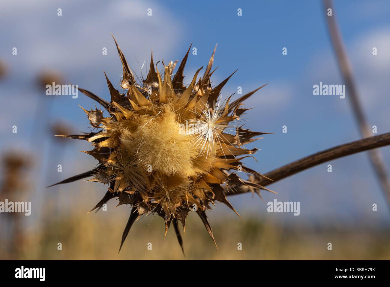 Primo piano di una testa di fiori secchi di cardo che rilascia i suoi semi soffici, adagiati su un cielo blu vibrante con nuvole bianche Foto Stock