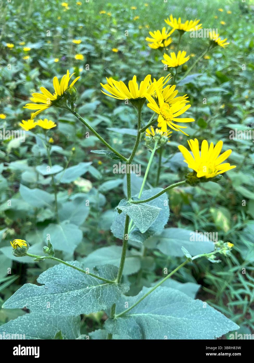 Doronicum austriacum la rovina del leopardo austriaco nell'habitat naturale della riserva naturale di Rila Mountain e del Parco Nazionale, Bulgaria, Balcani, Europa sudorientale Foto Stock