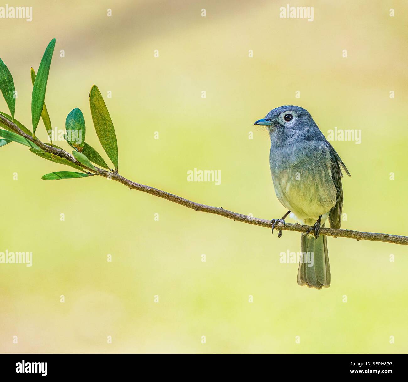 Slaty Flycatcher dagli occhi bianchi Foto Stock
