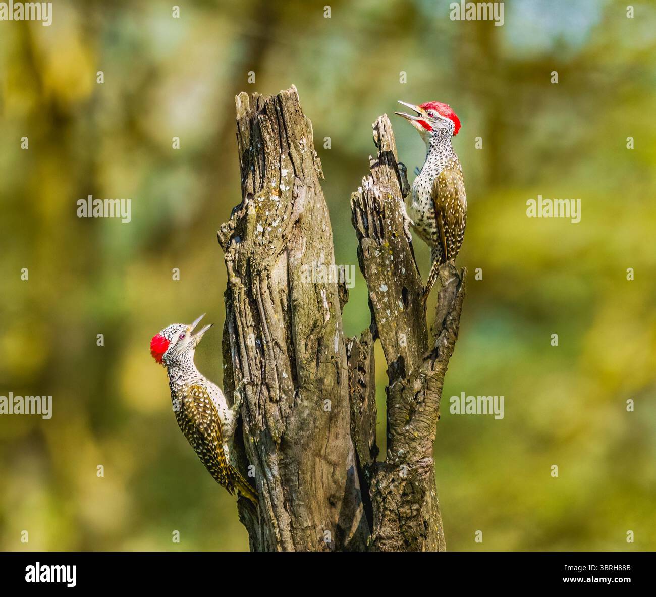 Picchio nubiano Foto Stock