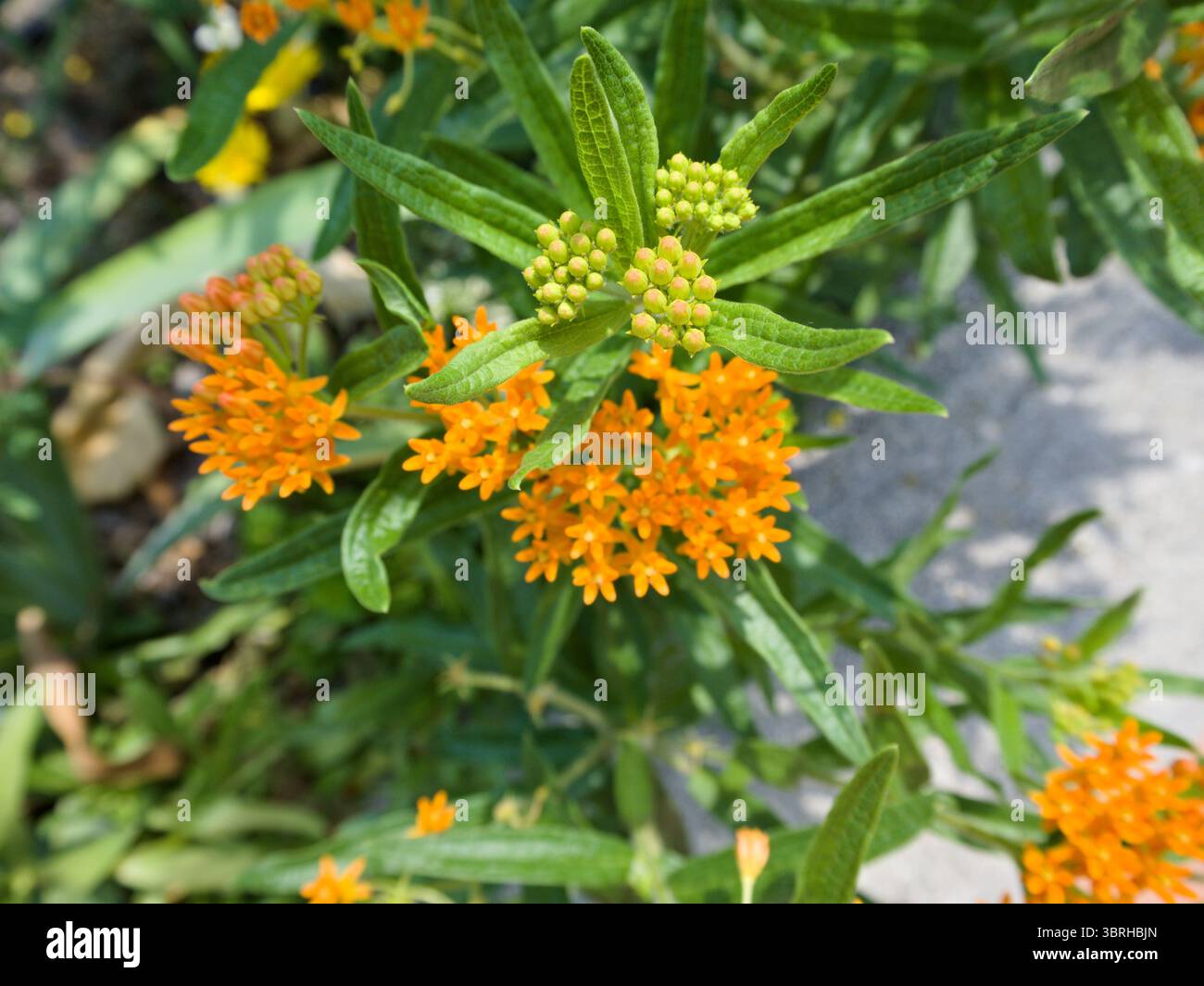 Primo piano di un gruppo di fiori di alghe lattiere, ideale per piante autoctone, impollinazione e contenuti visivi a tema erboristico. Foto Stock Primo piano di un gruppo di fiori di alghe lattiere, ideale per piante autoctone, impollinazione e contenuti visivi a tema erboristico. Foto Stock