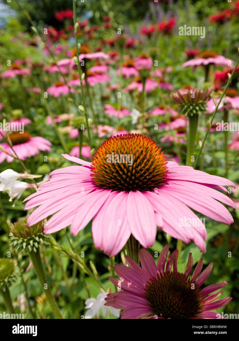 Fiori di echinacea rosa illuminati dal sole in fiore, ideali per il benessere, il giardino, la cura delle erbe o concetti di design stagionali. Foto Stock