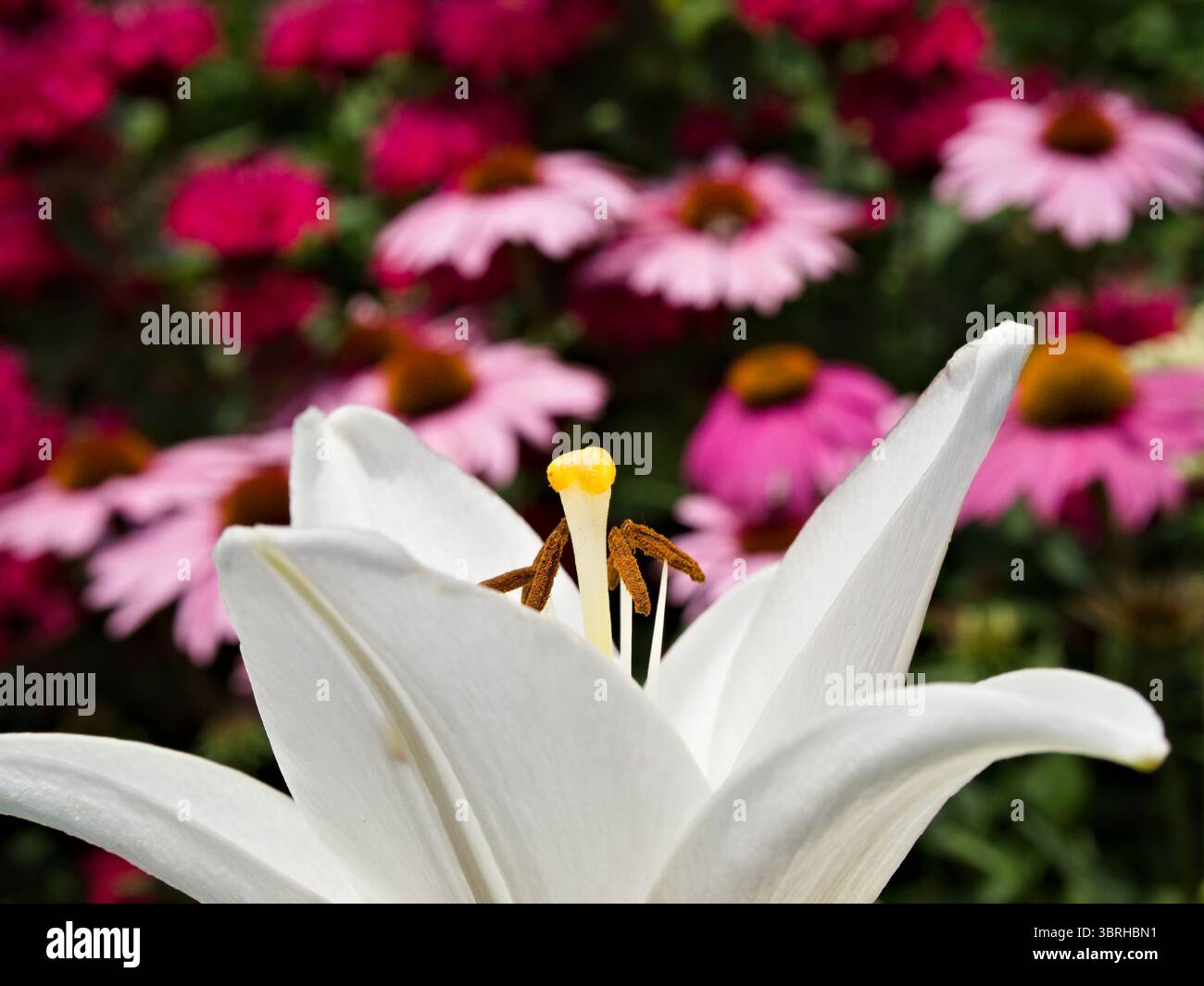 Primo piano di giglio bianco della Madonna a fuoco con echinacea rosa sfocata sullo sfondo, perfetto per composizioni floreali serene. Foto Stock