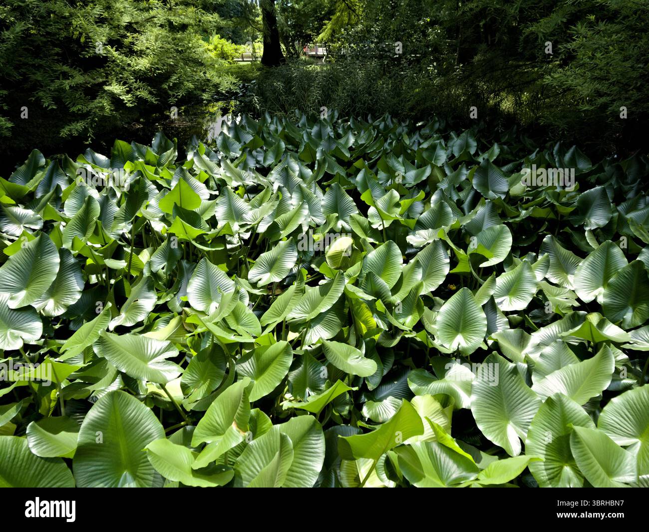 Ampio campo di foglie di elefante verde brillante visto dall'alto, ideale per la natura, il design e i temi eco-attenti. Foto Stock