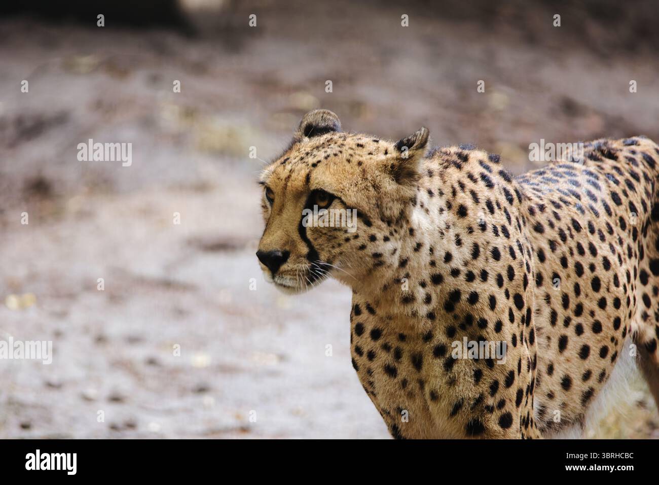 ritratto della natura selvaggia di un ghepardo Foto Stock