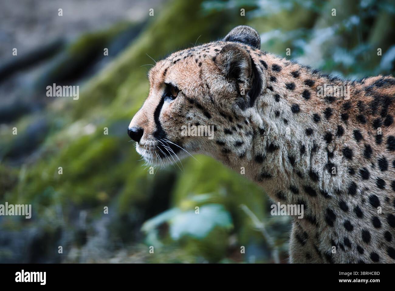 ritratto della natura selvaggia di un ghepardo Foto Stock