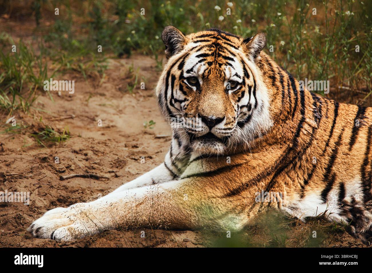tigre nella natura selvaggia dello zoo Foto Stock