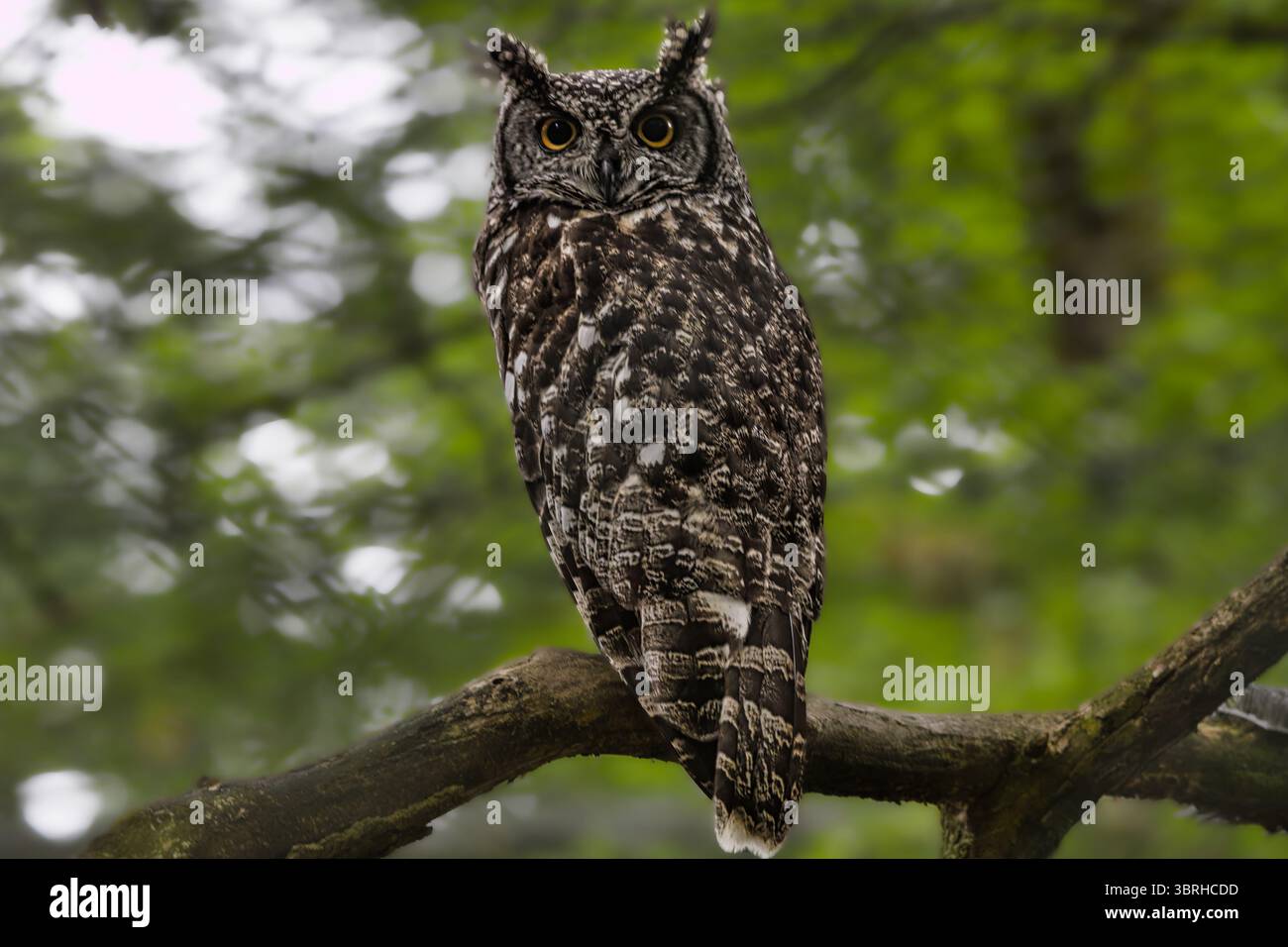 Il gufo ritrae le creature della fauna notturna cacciatore notturno nella foresta Foto Stock