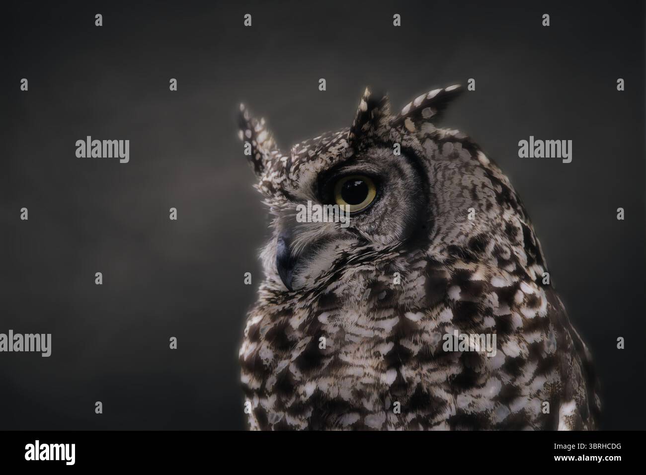 Il gufo ritrae le creature della fauna notturna cacciatore notturno nella foresta Foto Stock