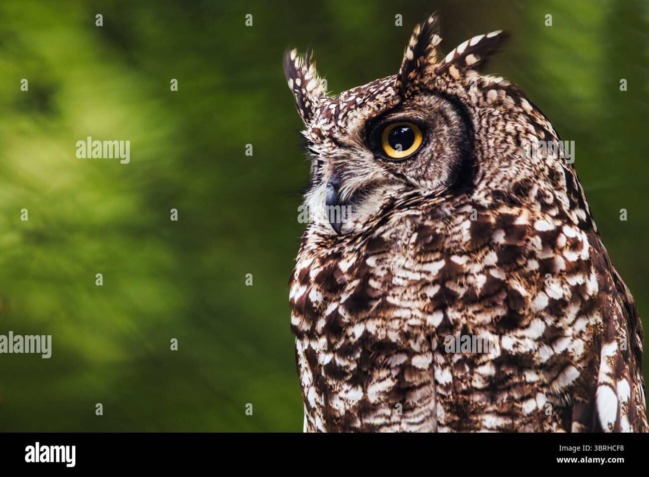 Il gufo ritrae le creature della fauna notturna cacciatore notturno nella foresta Foto Stock