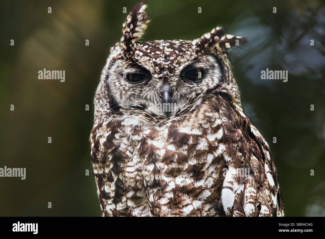 Il gufo ritrae le creature della fauna notturna cacciatore notturno nella foresta Foto Stock