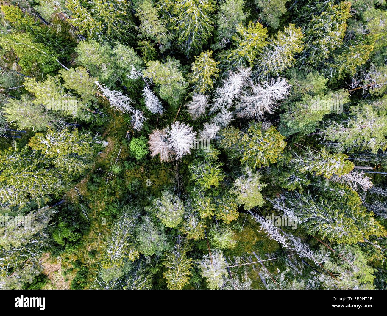 Bosco con alcune parti tagliate Foto Stock