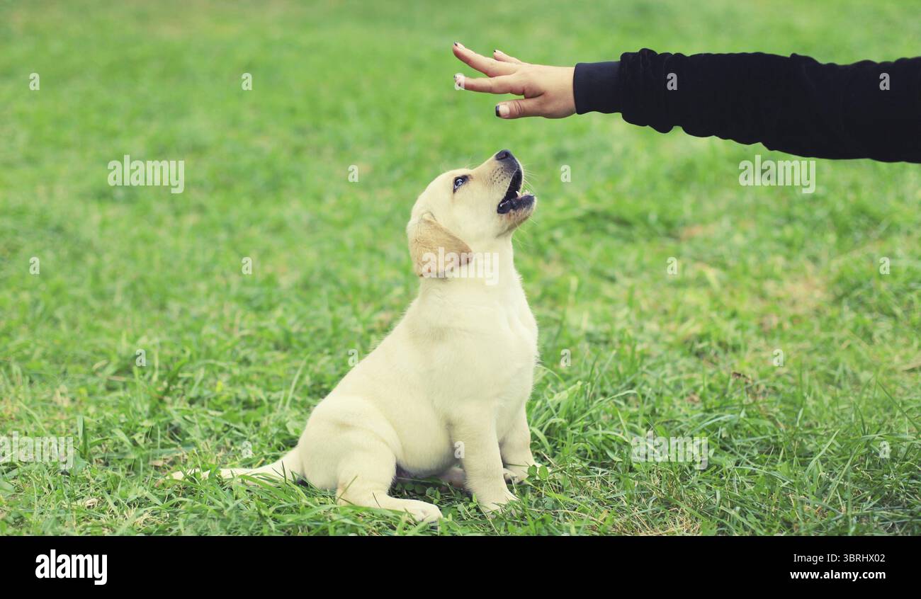 Cucciolo Labrador Retriever e proprietario della mano, donna che insegna un nuovo comando al cucciolo, allenamento sull'erba nel parco estivo Foto Stock