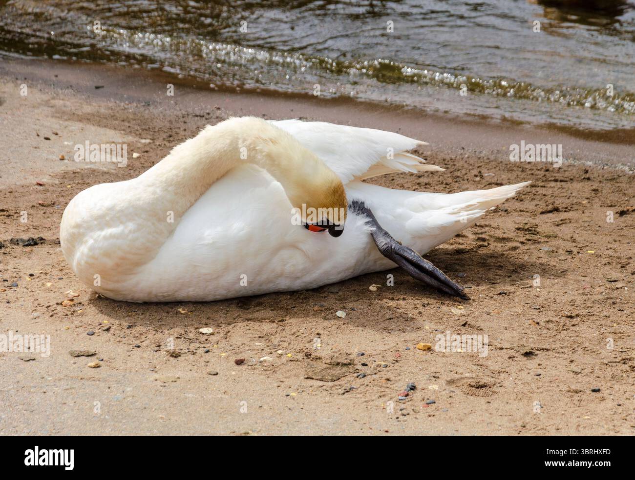 Cigno muta sulla riva del Lough Neagh che prepara le sue piume Foto Stock