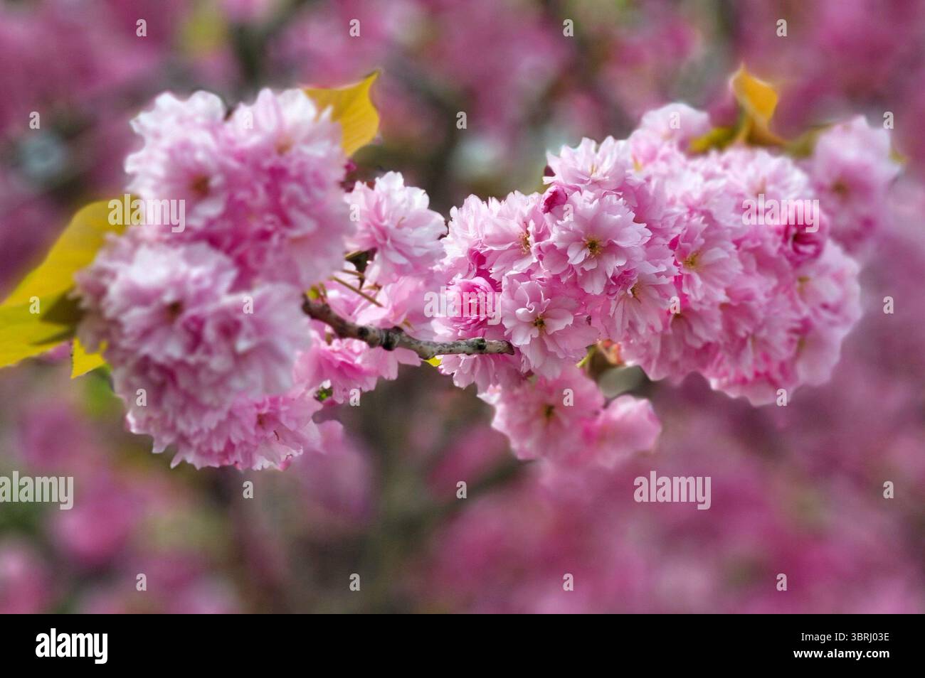 Un ramo fiorito di ciliegio giapponese Kanzan con lussureggianti fiori bianco-rosa nel parco di dover. Messa a fuoco selezionata Foto Stock