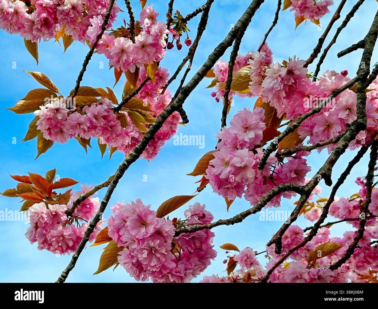 Fiori sakura rosa Terry sullo sfondo del cielo blu primaverile Foto Stock