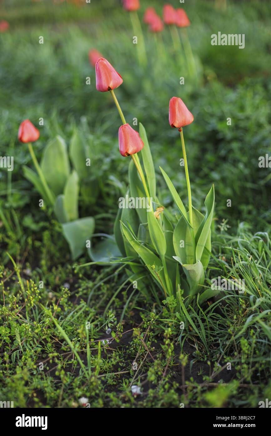 Tulipani rossi che crescono su un'aiuola nel giardino con erba verde sullo sfondo Foto Stock