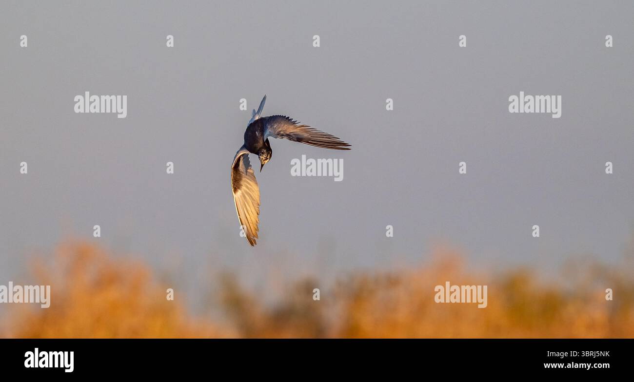 Il Tern ad ala bianca (Chlidonias leucopterus) vive vicino all'acqua ed è abbastanza riuscito a cacciare sia le creature acquatiche che gli insetti aerei. Foto Stock