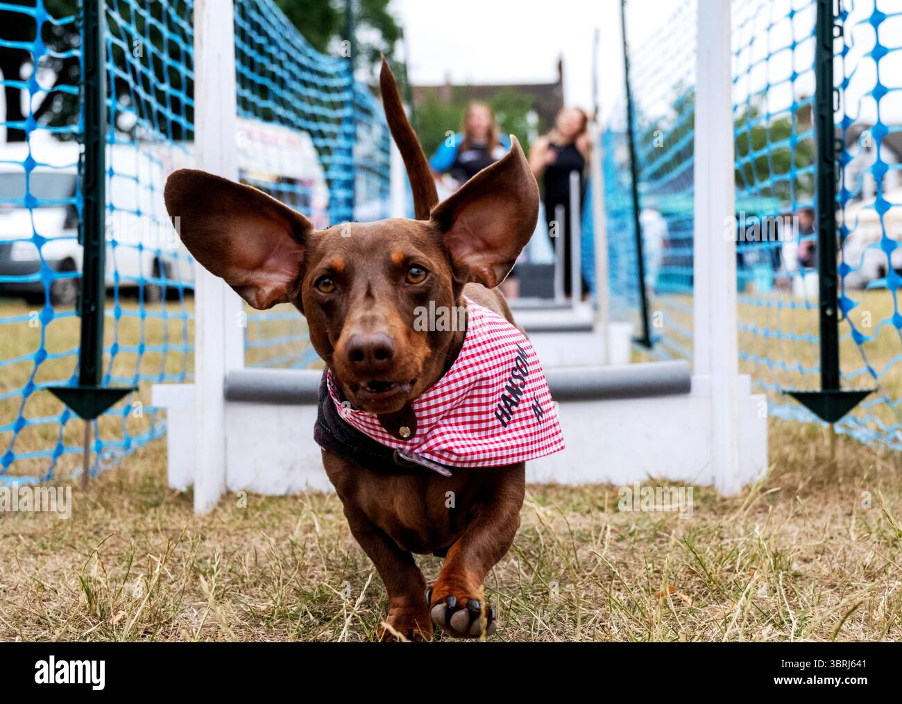 Dachshund corre un percorso ad ostacoli al K9 World Dog Show a Chalkwell Park, Southend on Sea Foto Stock