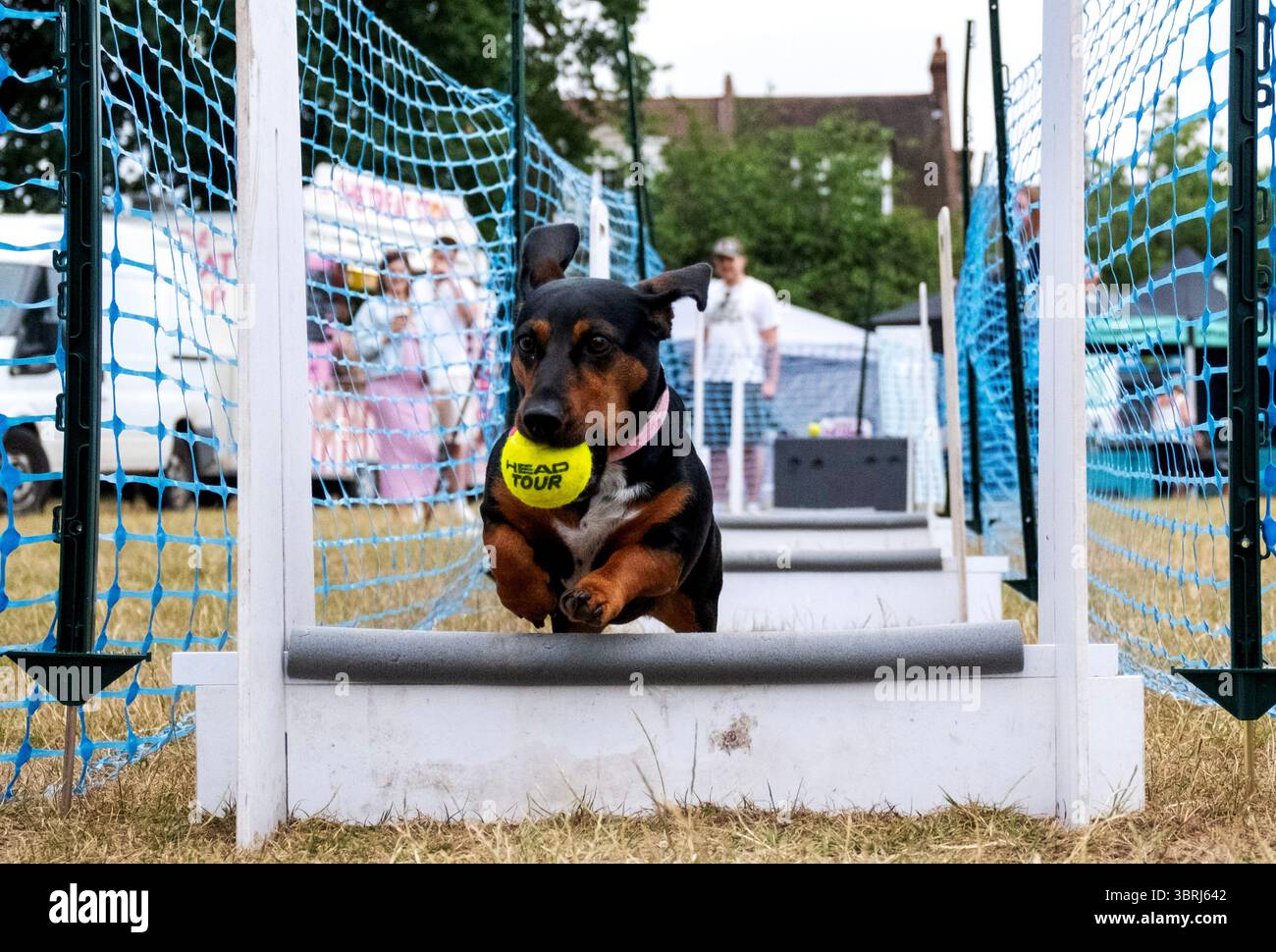 Dachshund corre un percorso ad ostacoli al K9 World Dog Show a Chalkwell Park, Southend on Sea Foto Stock