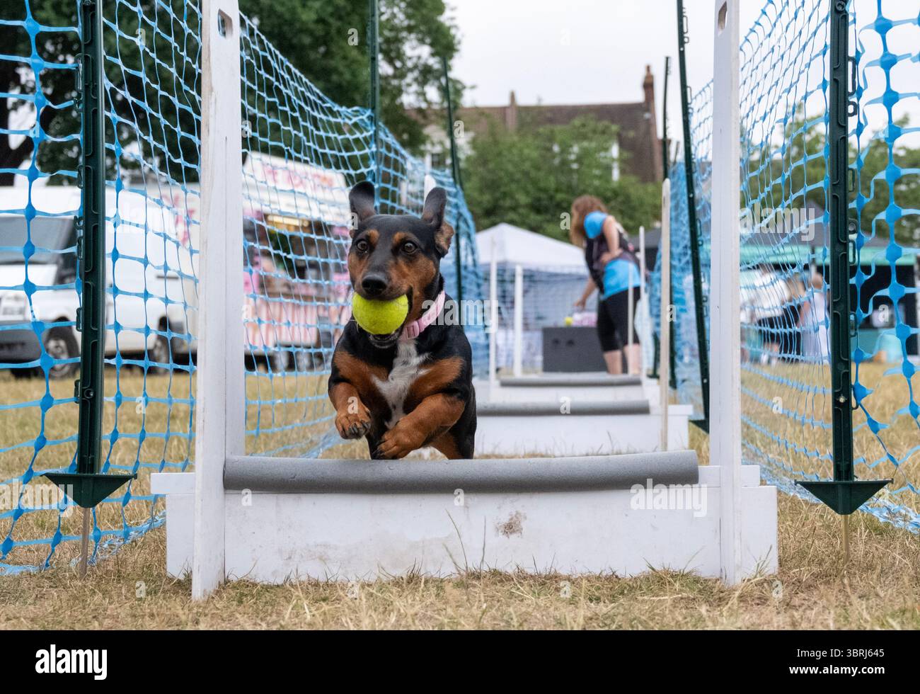 Dachshund corre un percorso ad ostacoli al K9 World Dog Show a Chalkwell Park, Southend on Sea Foto Stock