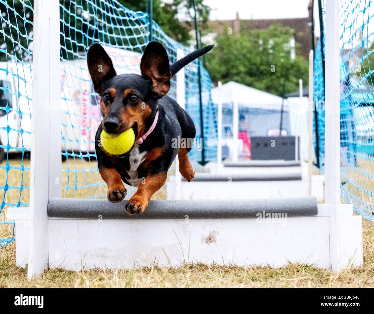 Dachshund corre un percorso ad ostacoli al K9 World Dog Show a Chalkwell Park, Southend on Sea Foto Stock