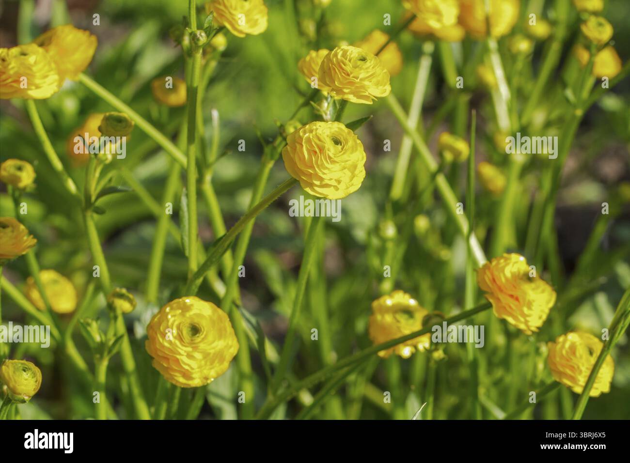 Ranunculus asiaticus giallo o Buttercup persiana che cresce nel giardino. Profondità di campo ridotta Foto Stock